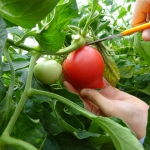 トマト収穫1